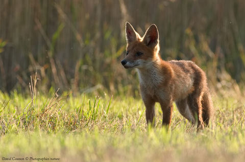 Renardeau - Vulpes vulpes