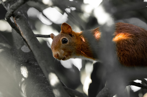 retouche photo, maintenant il est plus facile à repérer dans les branches !!