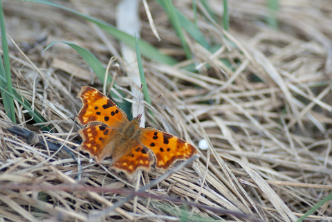 Robert-le-Diable (Polygonia c-album)