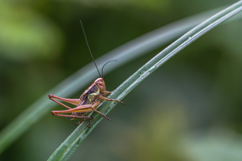 Roeseliana roeselii, la Decticelle bariolée