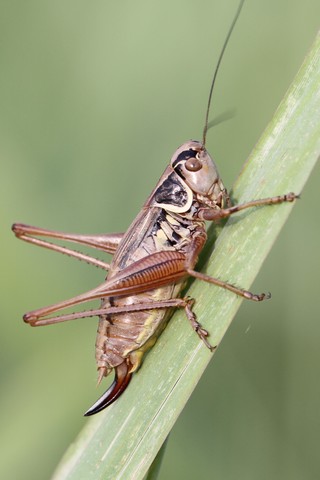 Roeseliana roeselii