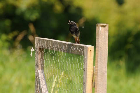 Rougequeue noir - Phoenicurus ochruros - mâle