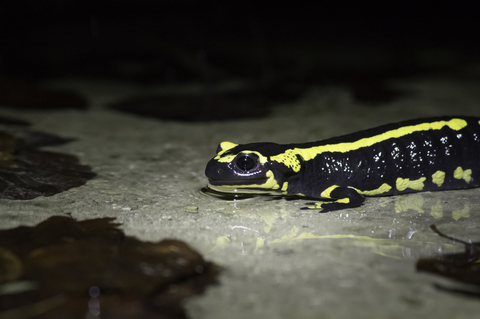 Salamandre tachetée - Salamandra salamandra