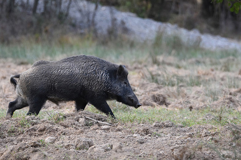 sanglier en ballade