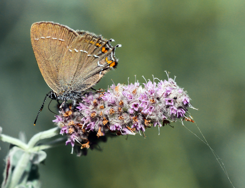 Satyrium ilicis, la Thécla de l'Yeuse