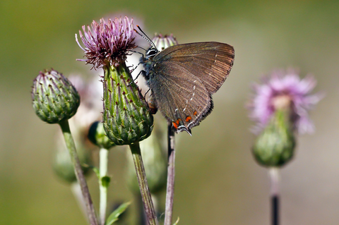 Satyrium ilicis
