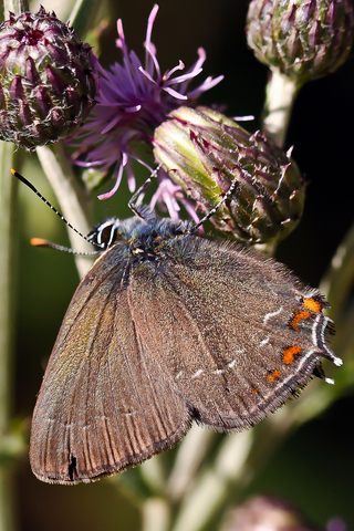 Satyrium ilicis