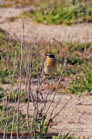 Saxicola rubetra
