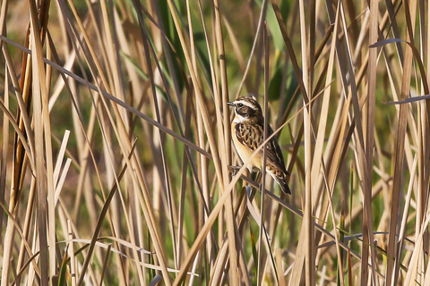 Saxicola rubetra