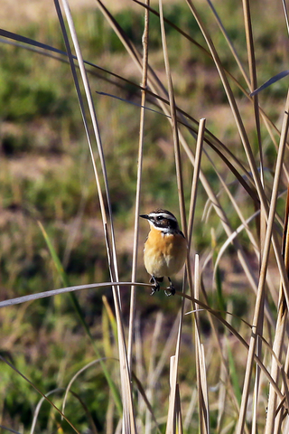 Saxicola rubetra