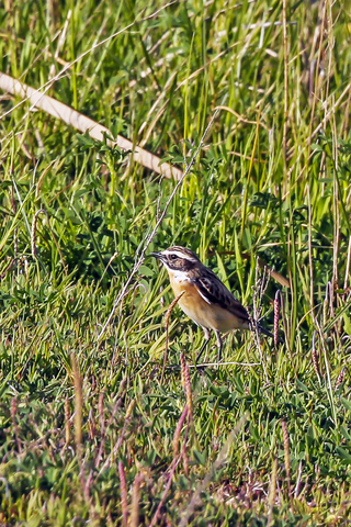Saxicola rubetra