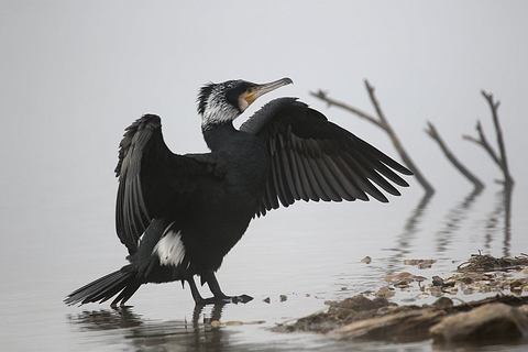 Sèchage des plumes