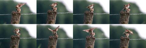 Serie de 8 photos accouplement moineaux friquets