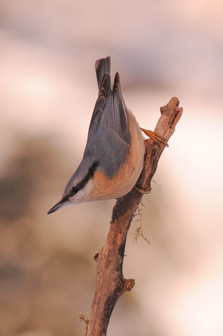 Sittelle torchepot - Sitta europaea