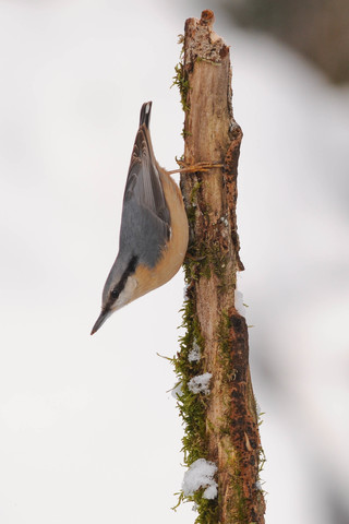 Sittelle torchepot - Sitta europaea