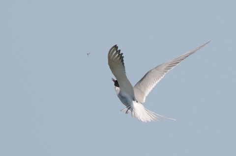 Sterne pierregarin - Sterna hirundo