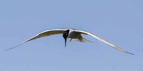 Sterna hirundo