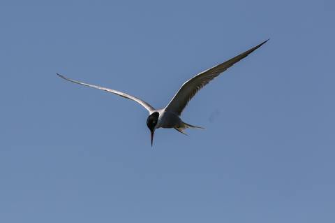 Sterna hirundo
