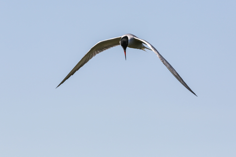 Sterna hirundo