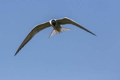 Sterna hirundo