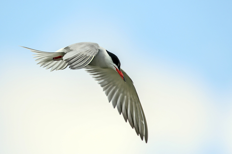 Sterna hirundo