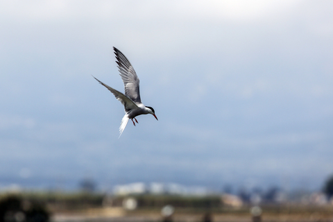 Sterna hirundo