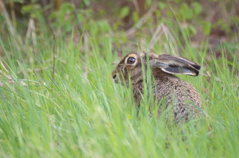 Lièvre d'Europe - Lepus europaeus
