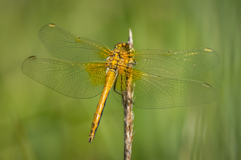 Sympétrum jaune d'or (Sympetrum flaveolum)