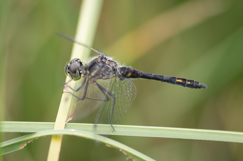 Sympétrum noir (Sympetrum danae)