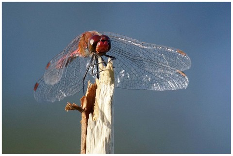 Sympetrum sanguineum