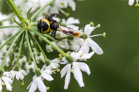 Synema globosum a pris une larve de Syrphe