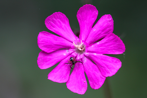 Synema globosum, la Thomise Napoléon