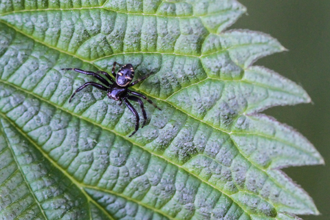 Synema globosum, la Thomise Napoléon