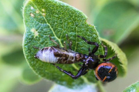 Synema globosum, la thomise Napoléon