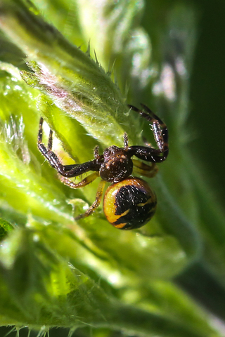 Synema globosum, la Thomise Napoléon