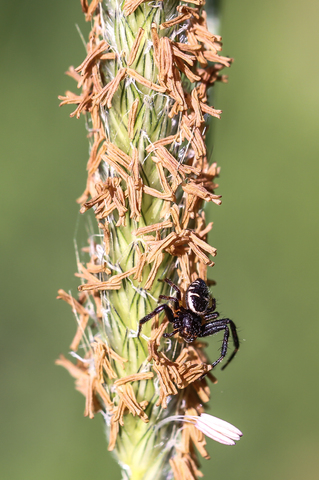 Synema globosum, la Thomise Napoléon