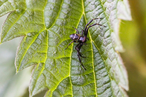 Synema globosum, un mâle