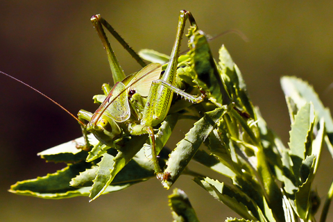Tettigonia viridissima