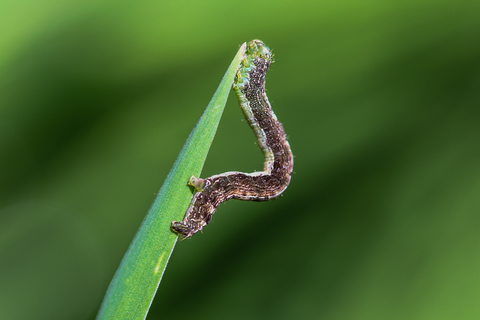 Theria primaria, la Phalène précoce