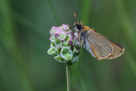 Thymelicus acteon
