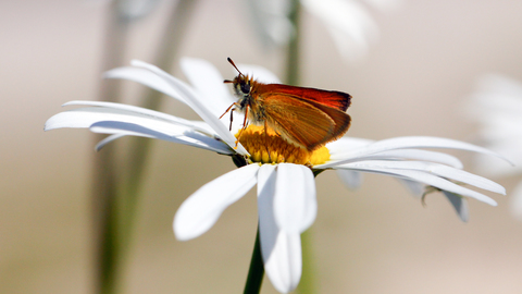 Thymelicus acteon