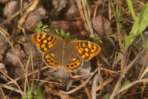 Tircis (Pararge aegeria)