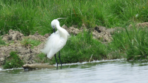 toilette de l'aigrette