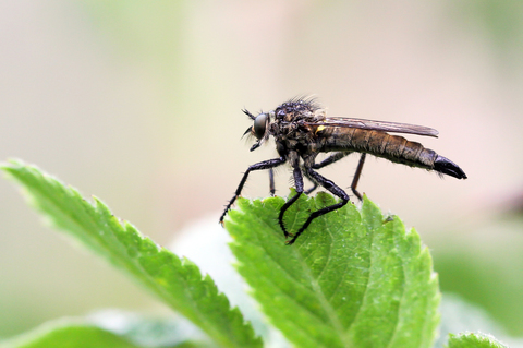 Tolmerus atricapillus