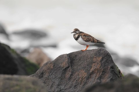 Tournepierre à collier - Arenaria interpres