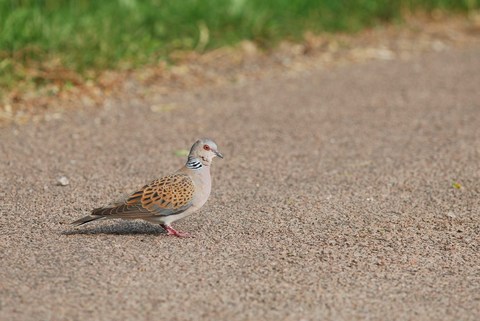 Tourterelle des bois - Streptopelia turtur