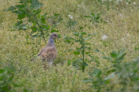 Tourterelle des bois (Streptopelia turtur)