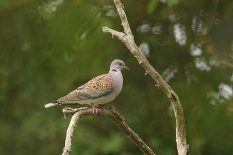 Tourterelle des bois - Streptopelia turtur