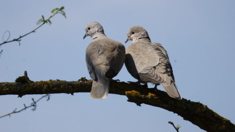 Tourterelle turque couple