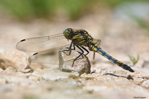 Gomphe gentil - Gomphus pulchellus